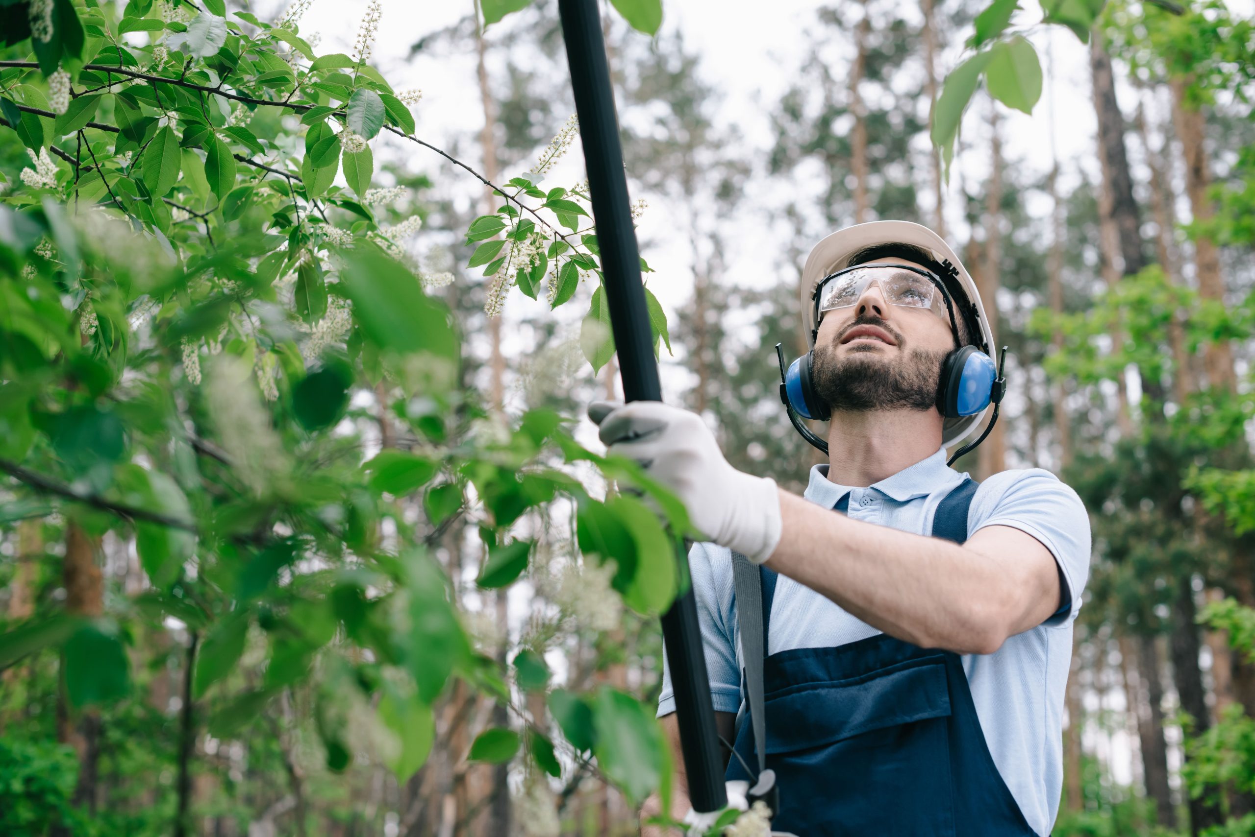 Man wearing safety gear using a tool to trim tree branches in a forested area.