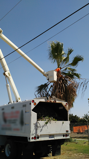 tree worker pruning a tree